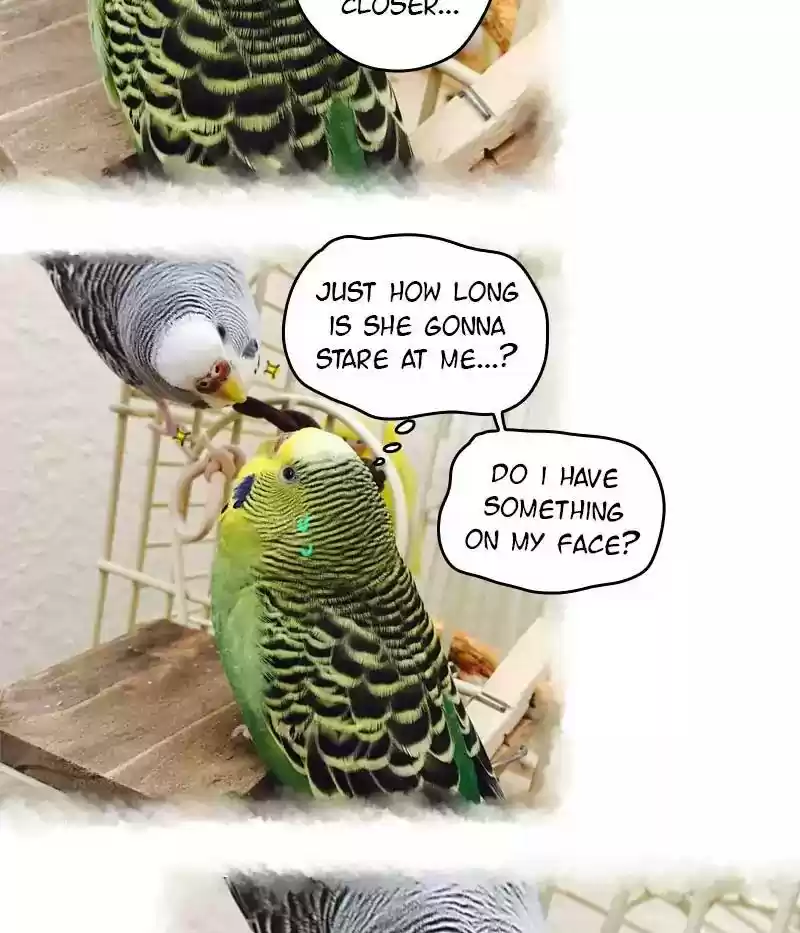 A Budgie's Life Chapter 66: Ep.66: