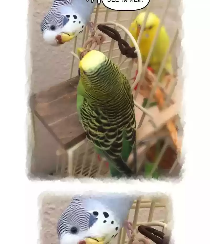 A Budgie's Life Chapter 66: Ep.66: