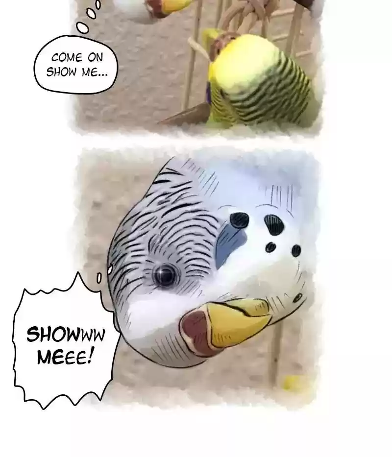 A Budgie's Life Chapter 66: Ep.66: