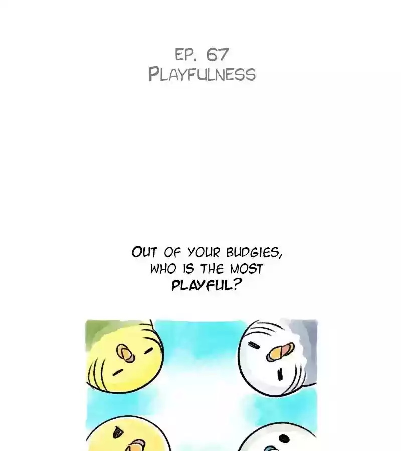 A Budgie's Life Chapter 67: Ep.67: