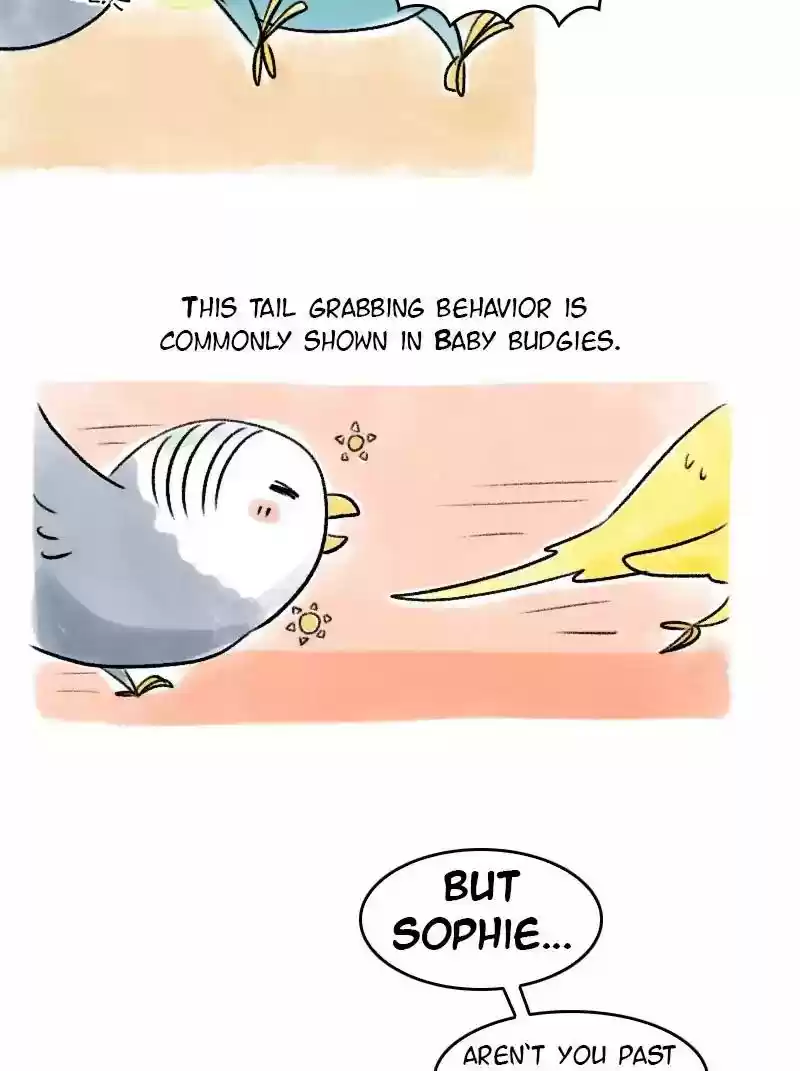 A Budgie's Life Chapter 67: Ep.67: