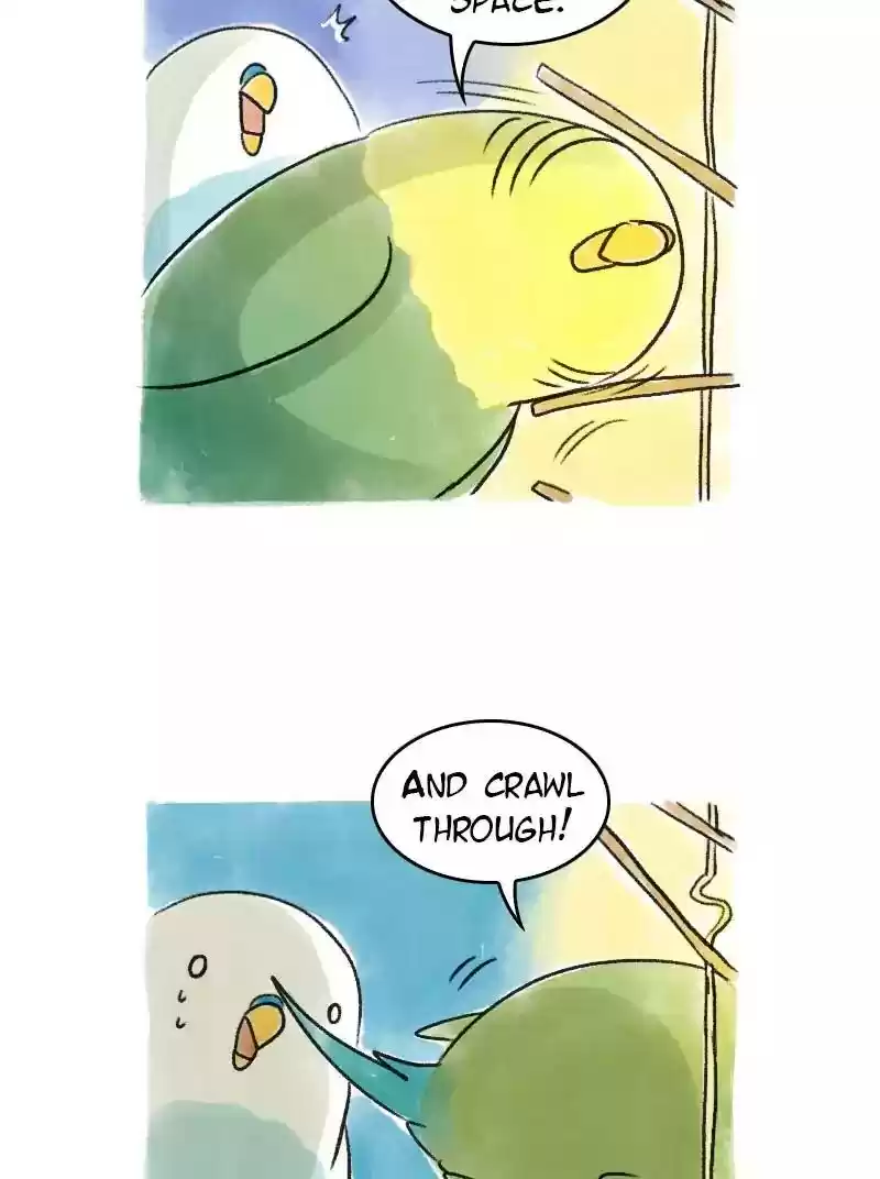 A Budgie's Life Chapter 69: Ep.69:
