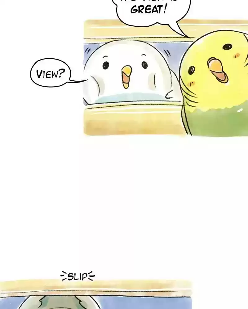 A Budgie's Life Chapter 69: Ep.69: