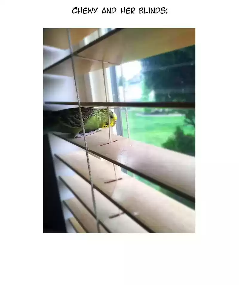 A Budgie's Life Chapter 69: Ep.69: