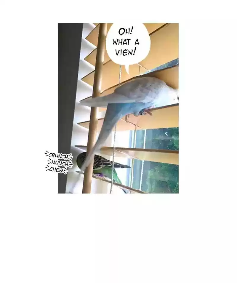 A Budgie's Life Chapter 69: Ep.69: