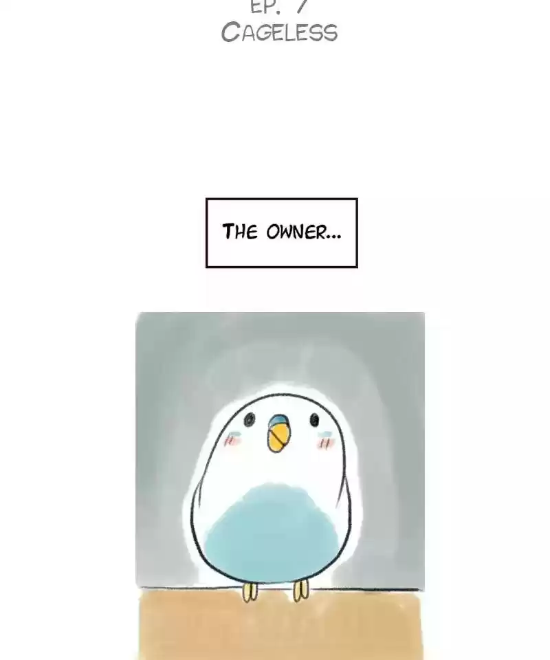 A Budgie's Life Chapter 7: Ep.7:
