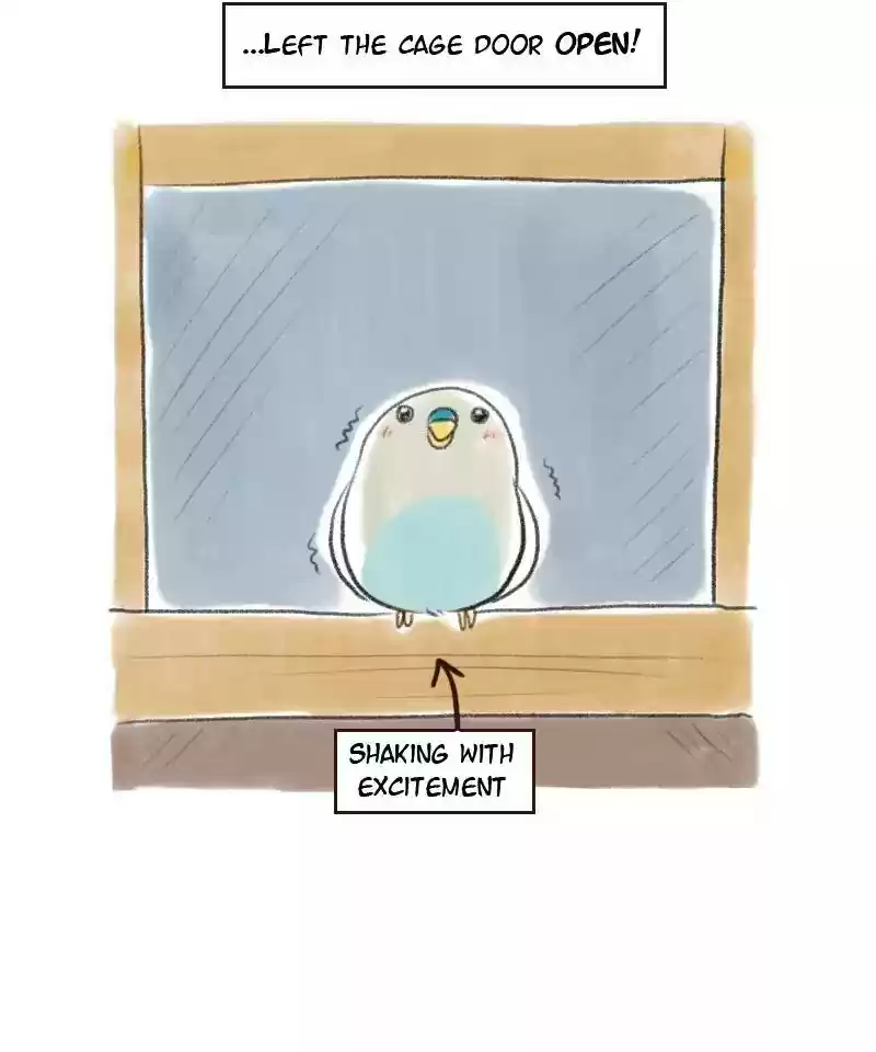 A Budgie's Life Chapter 7: Ep.7: