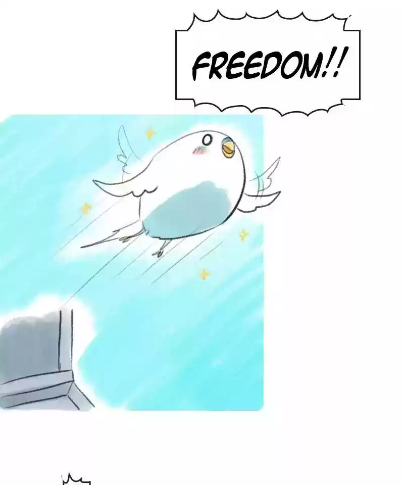 A Budgie's Life Chapter 7: Ep.7: