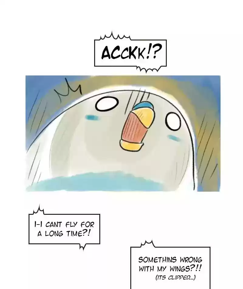 A Budgie's Life Chapter 7: Ep.7:
