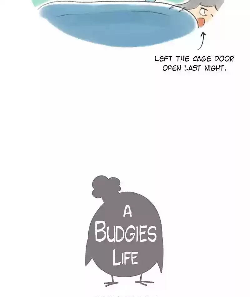 A Budgie's Life Chapter 7: Ep.7: