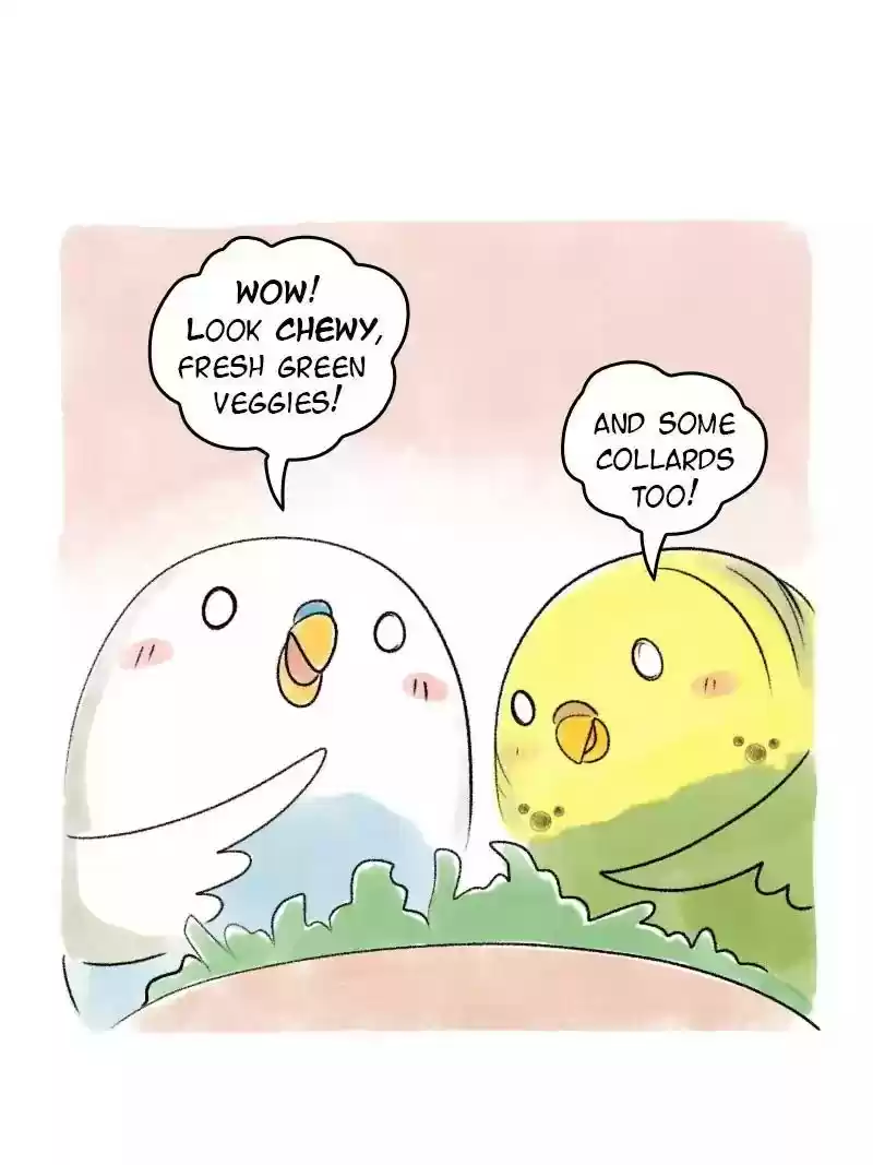 A Budgie's Life Chapter 72: Ep.72: