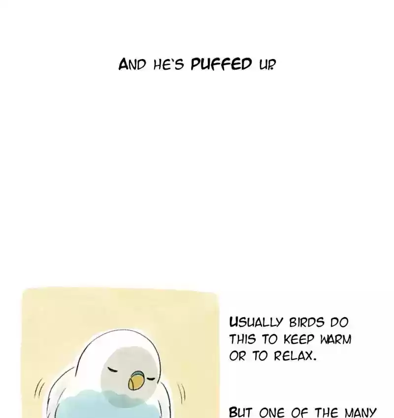 A Budgie's Life Chapter 76: Ep.76: