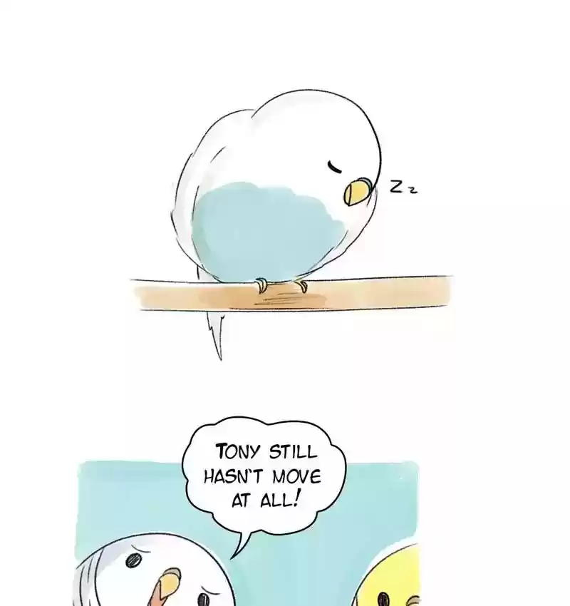 A Budgie's Life Chapter 76: Ep.76: