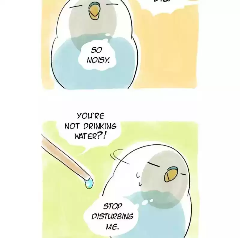 A Budgie's Life Chapter 77: Ep.77: