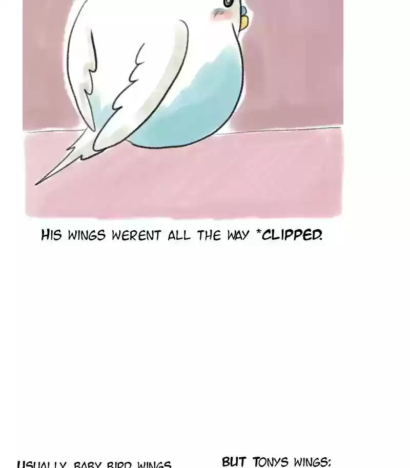 A Budgie's Life Chapter 8: Ep.8: