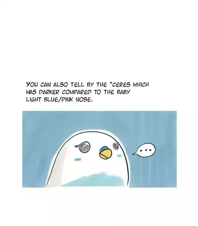 A Budgie's Life Chapter 8: Ep.8: