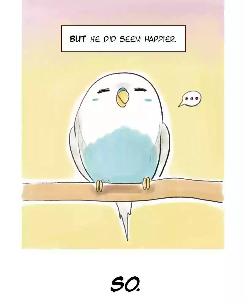 A Budgie's Life Chapter 8: Ep.8: