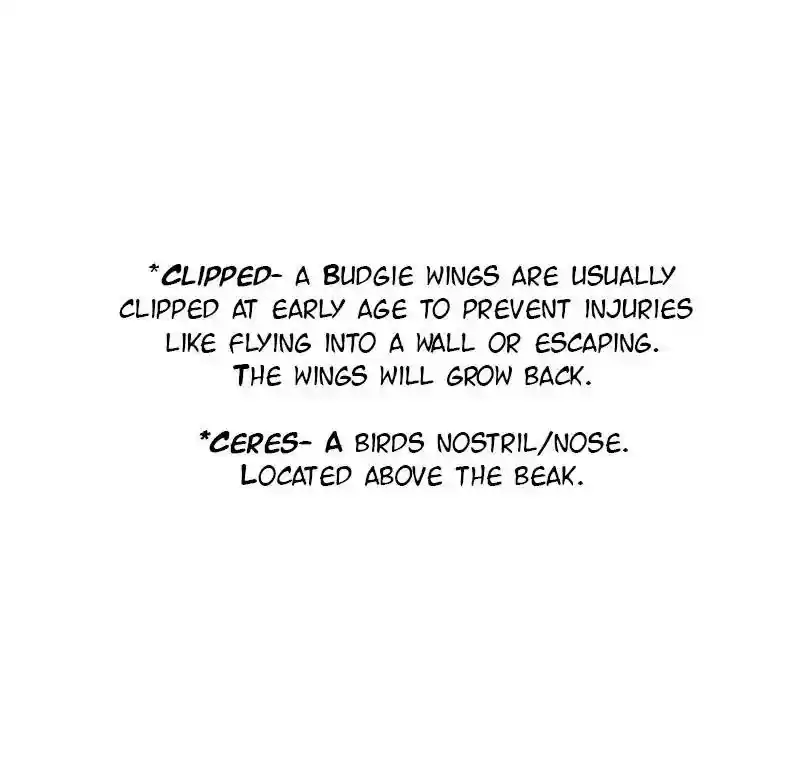 A Budgie's Life Chapter 8: Ep.8: