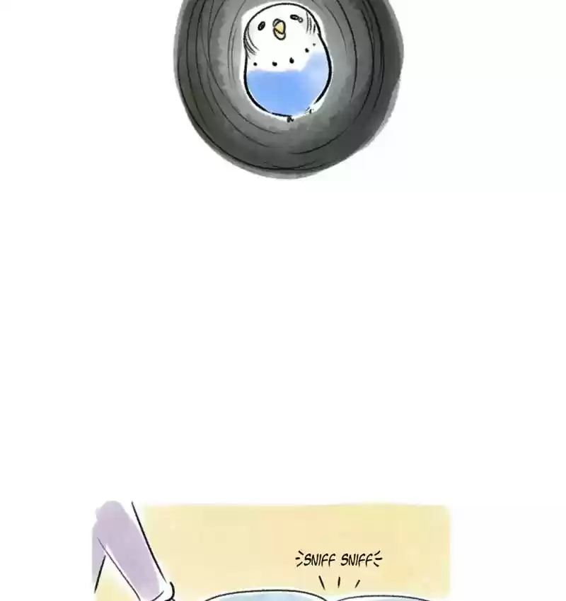 A Budgie's Life Chapter 82: Ep.82: