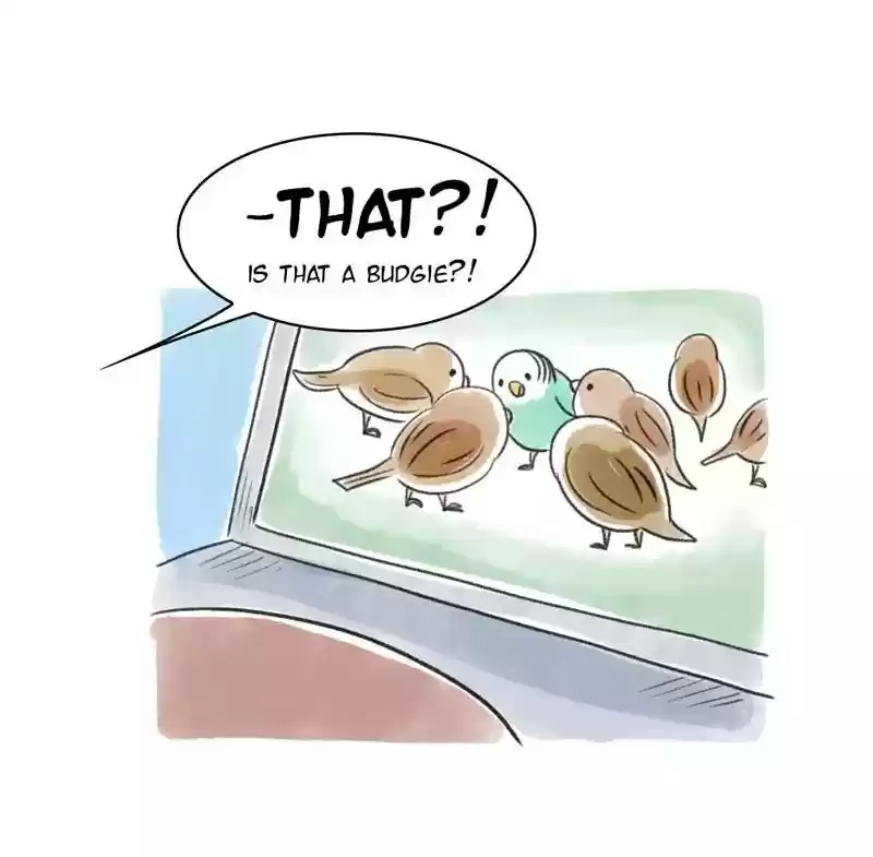 A Budgie's Life Chapter 82: Ep.82:
