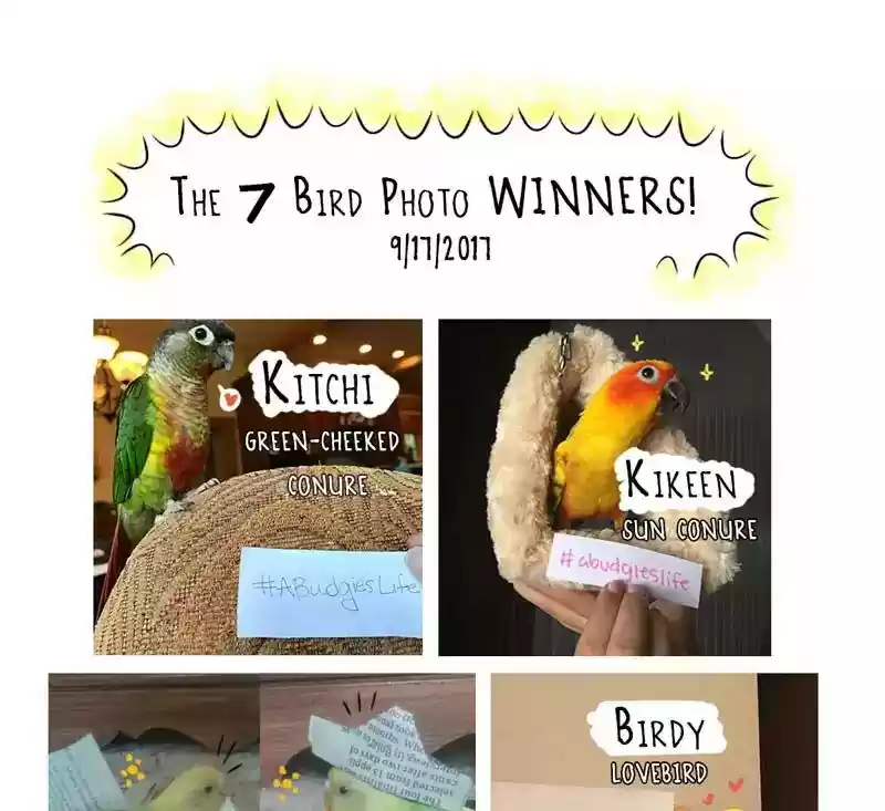 A Budgie's Life Chapter 82: Ep.82: