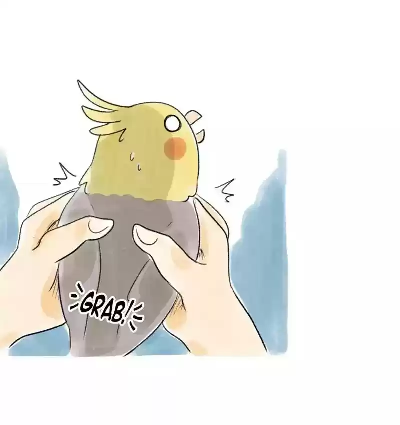 A Budgie's Life Chapter 83: Ep.83:
