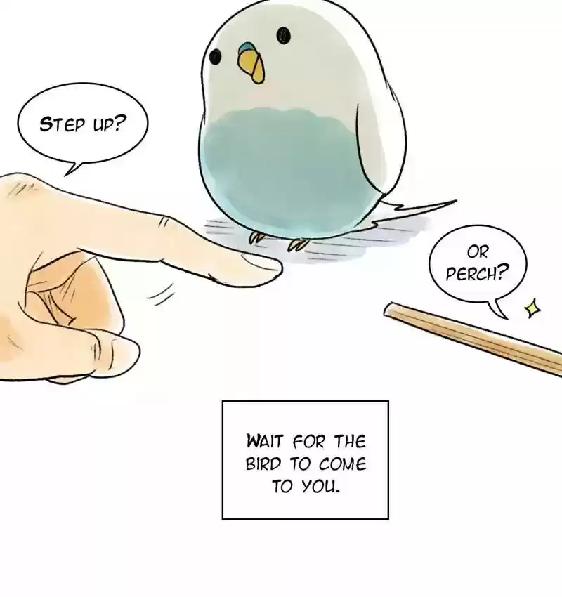 A Budgie's Life Chapter 83: Ep.83: