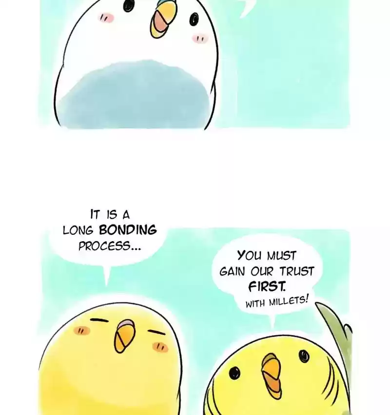 A Budgie's Life Chapter 83: Ep.83: