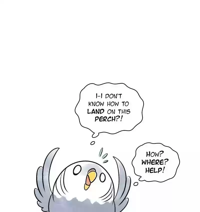 A Budgie's Life Chapter 88: Ep.88: