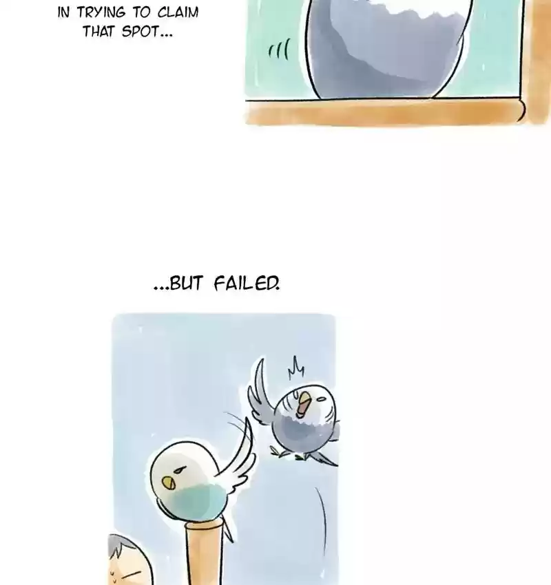 A Budgie's Life Chapter 89: Ep.89: