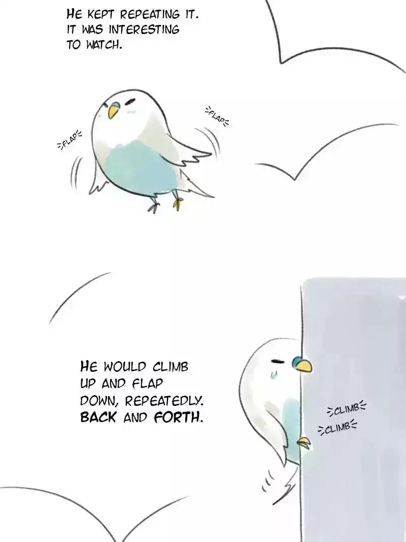 A Budgie's Life Chapter 9: Ep.9: