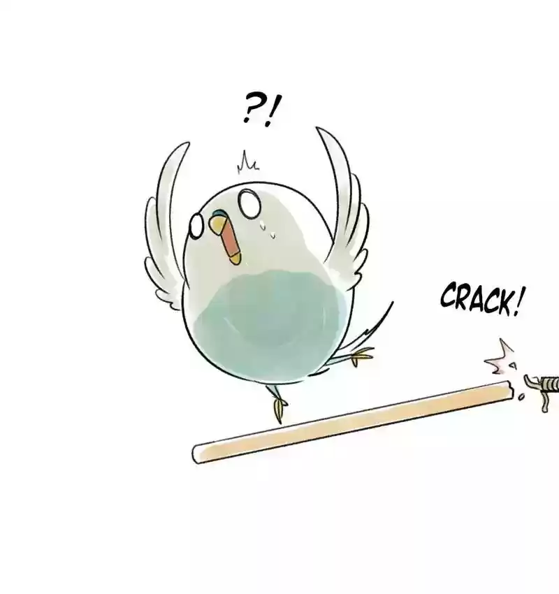 A Budgie's Life Chapter 90: Ep.90: