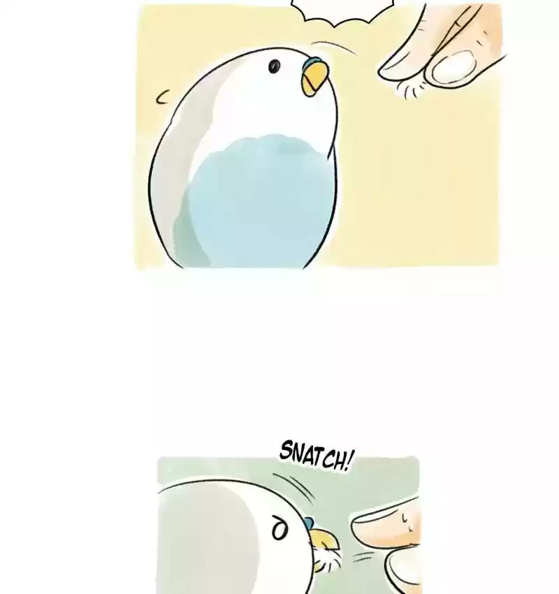 A Budgie's Life Chapter 92: Ep.92: