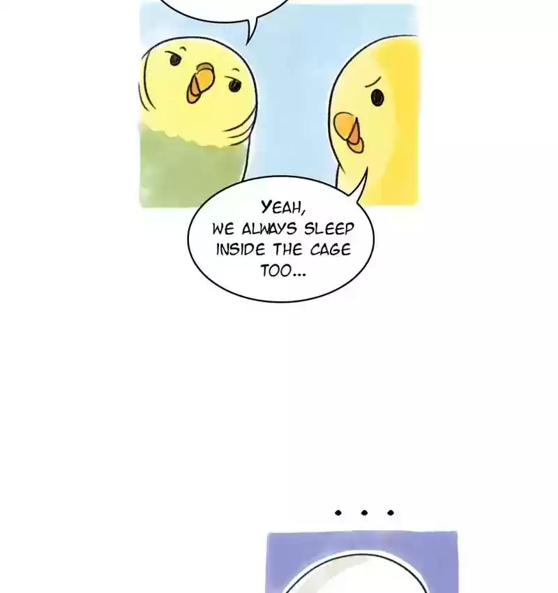 A Budgie's Life Chapter 94: Ep.94: