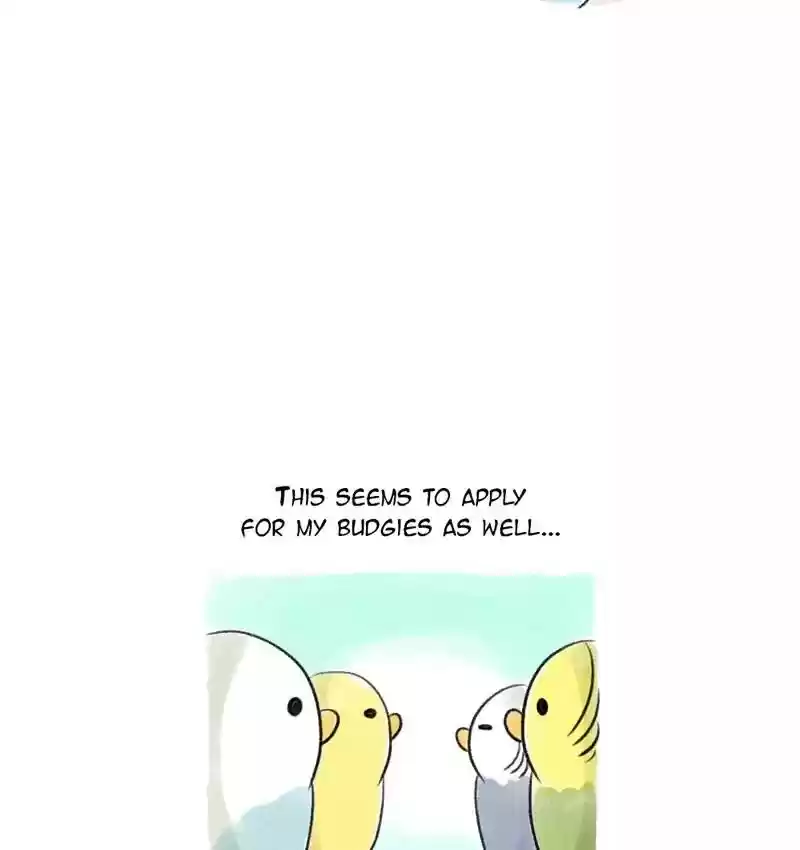 A Budgie's Life Chapter 95: Ep.95: