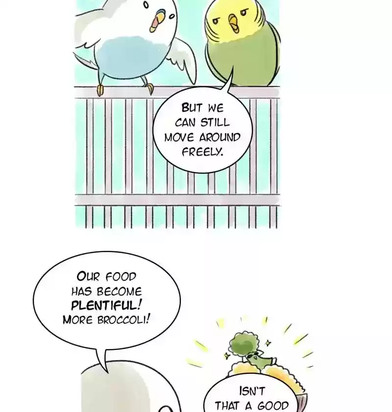 A Budgie's Life Chapter 96: Ep.96: