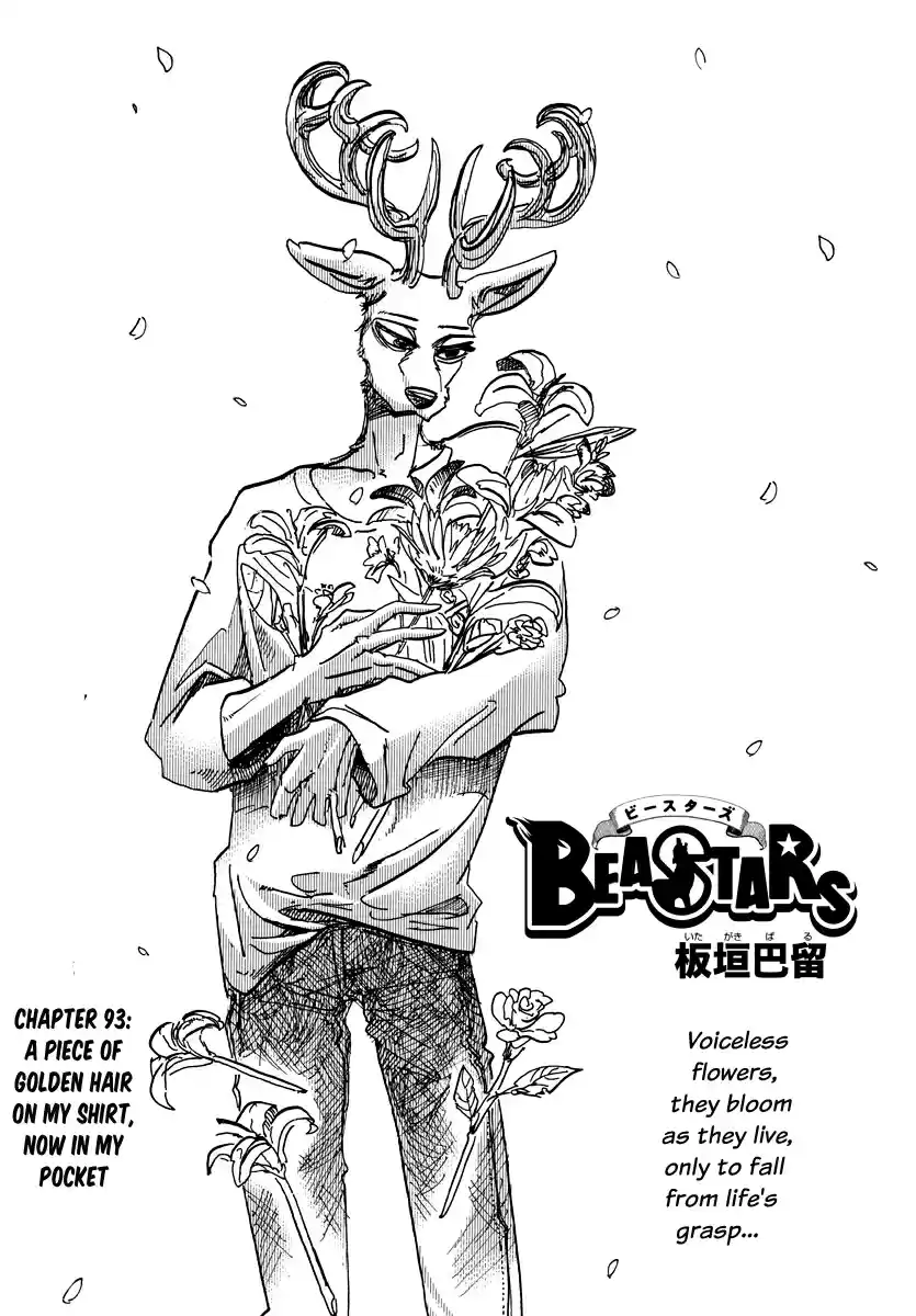Beastars Ch. 93 A Piece of Golden Hair on My Shirt, Now in My Pocket
