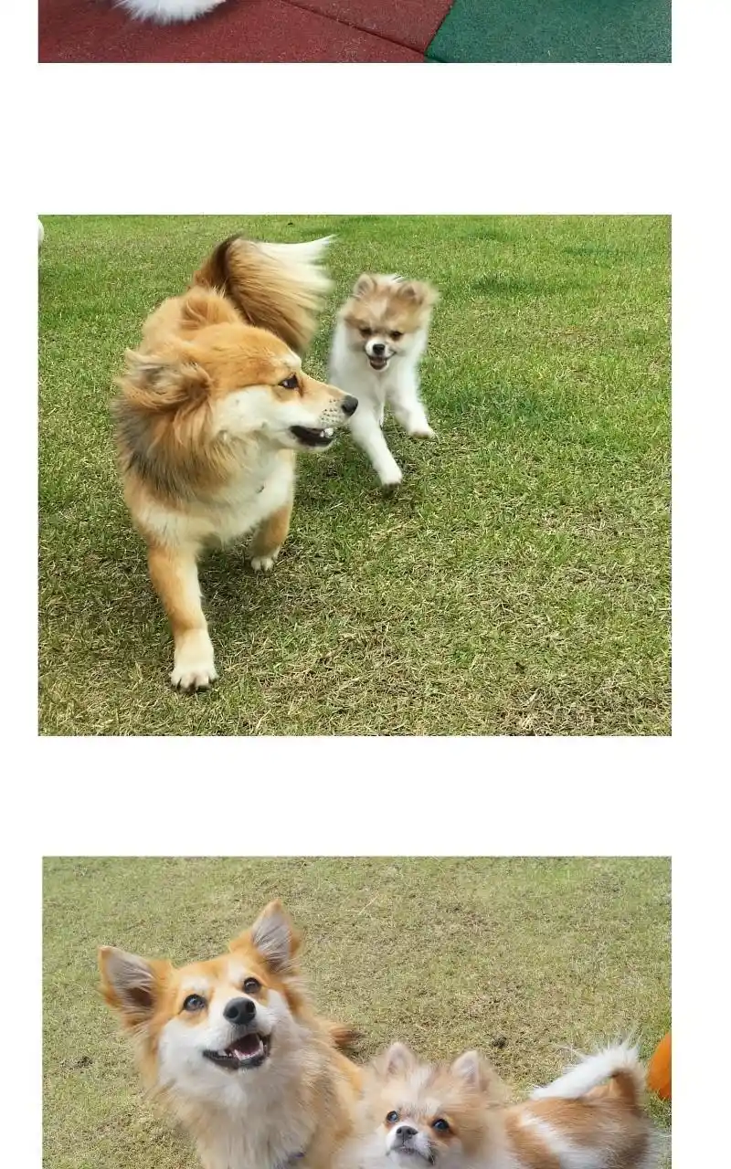 I Gave Birth to a Dog Chapter 68.5