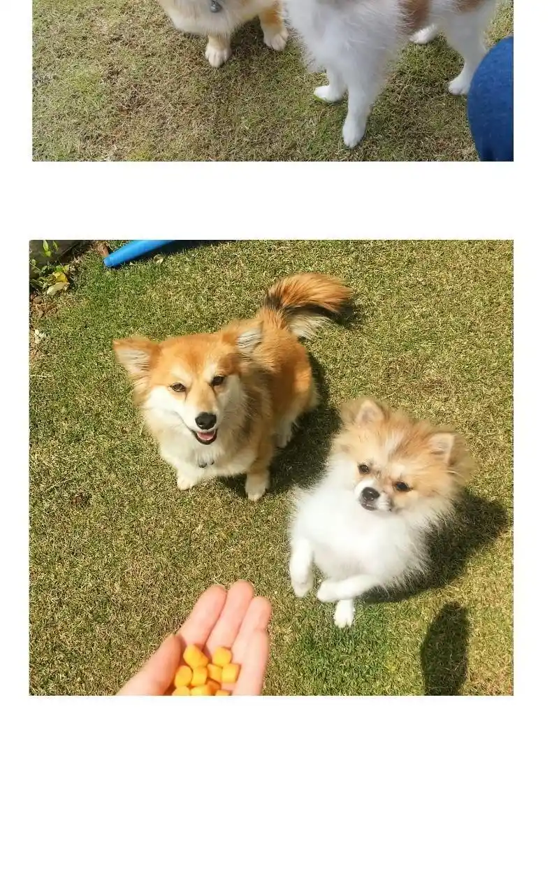 I Gave Birth to a Dog Chapter 68.5