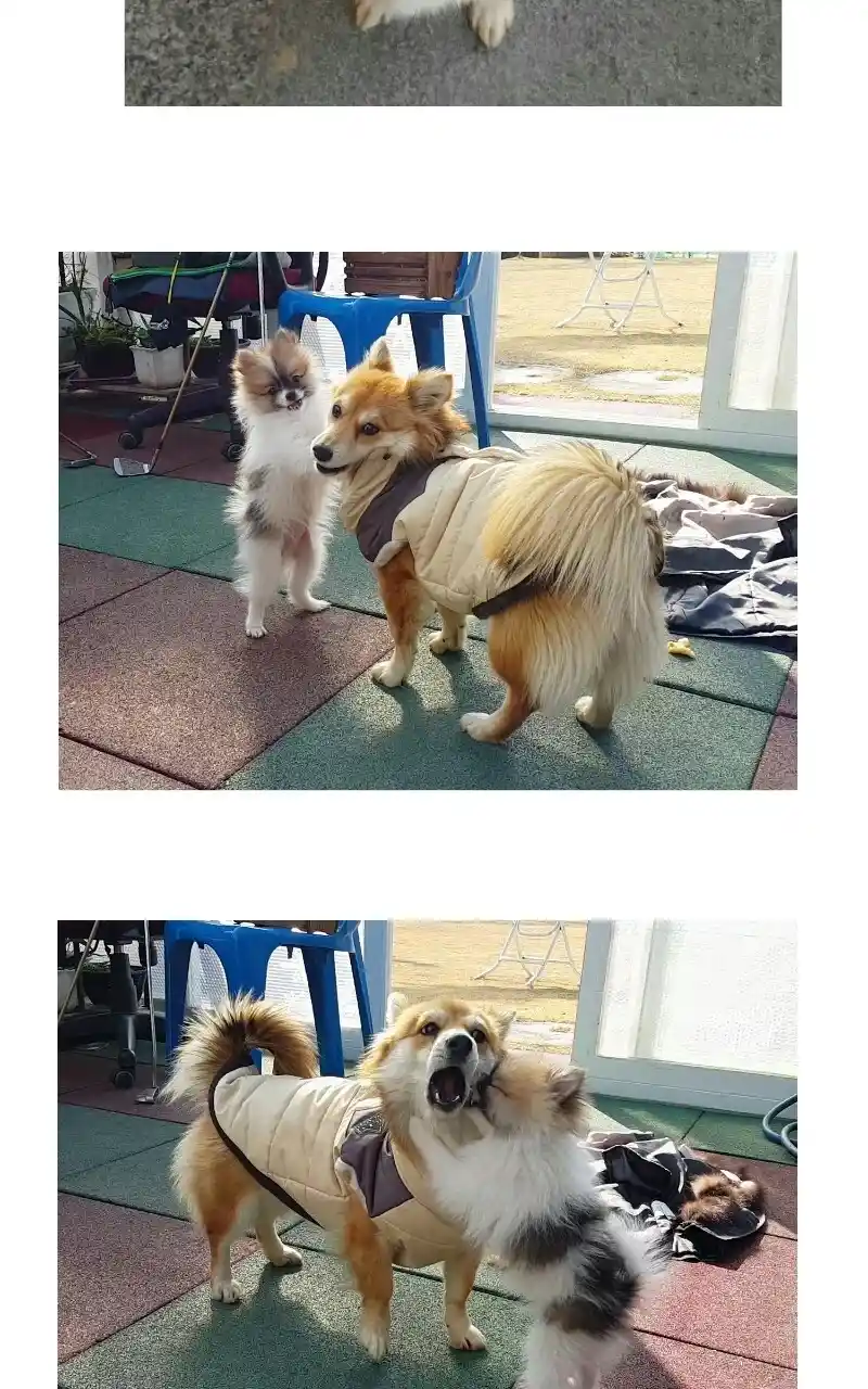 I Gave Birth to a Dog Chapter 70