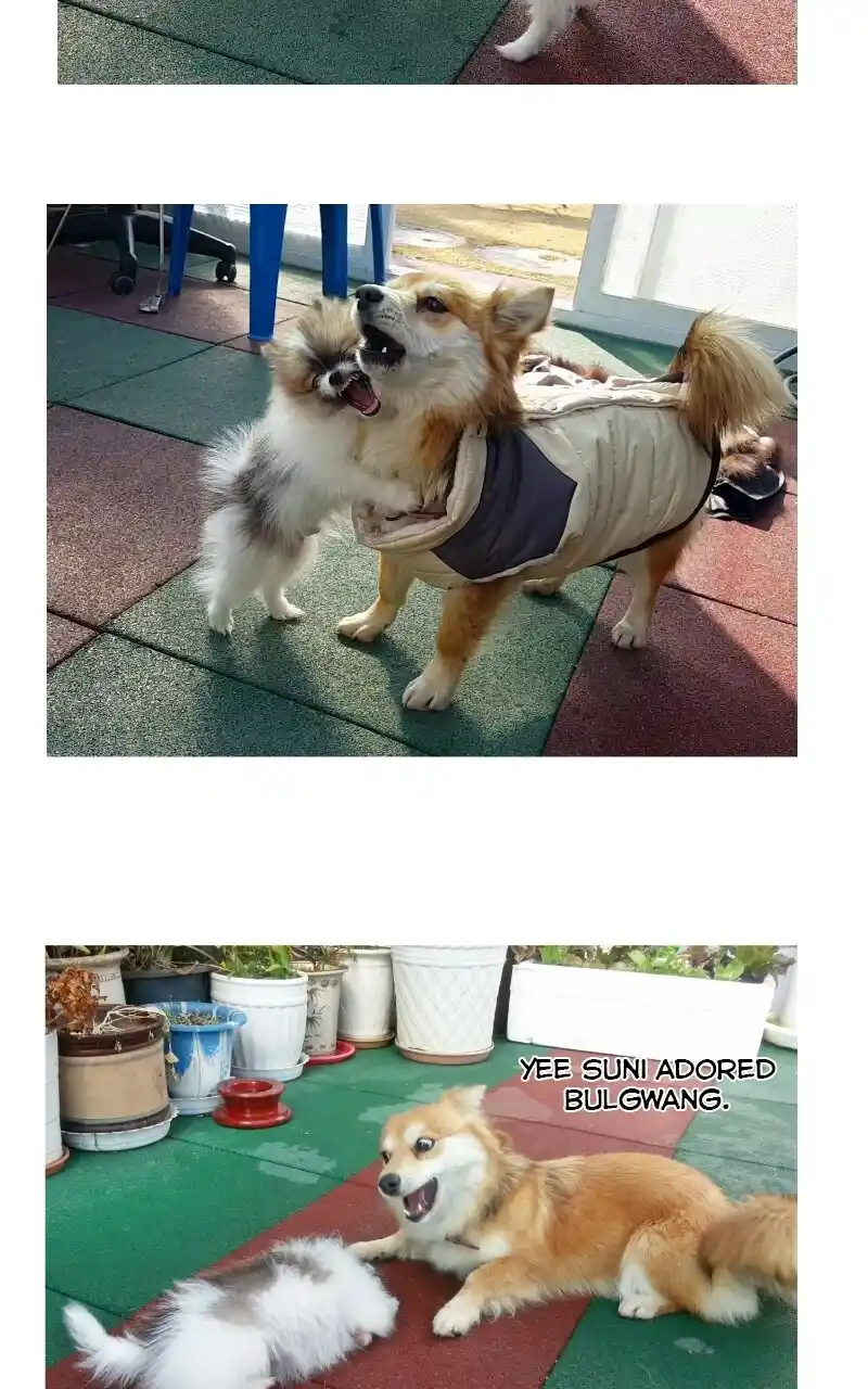 I Gave Birth to a Dog Chapter 70