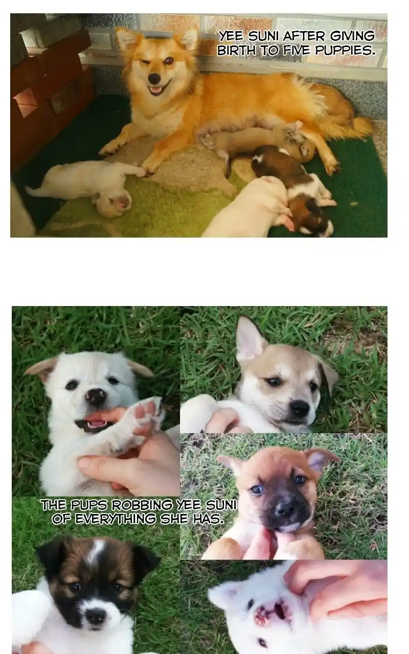 I Gave Birth to a Dog Chapter 70