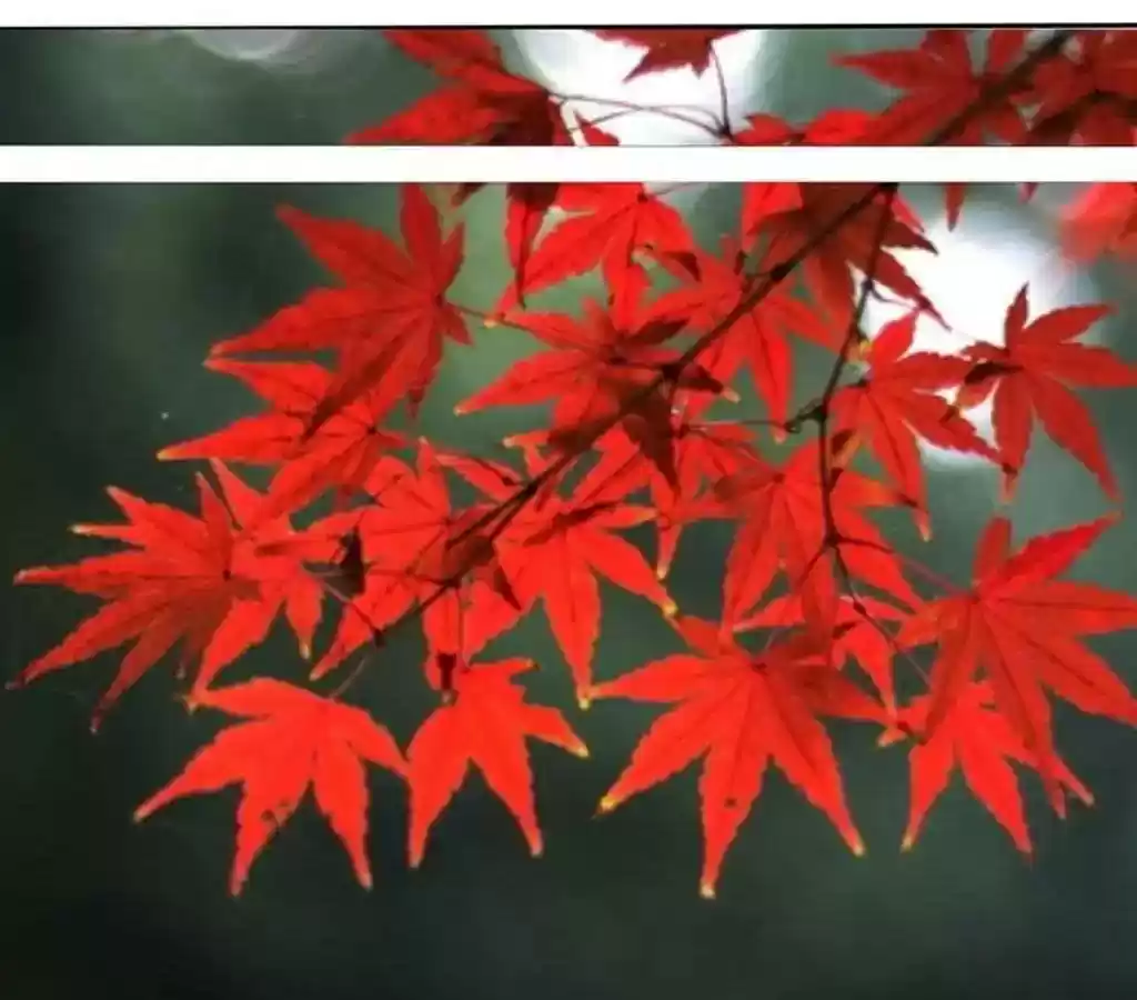 If I Never Loved You Chapter 47