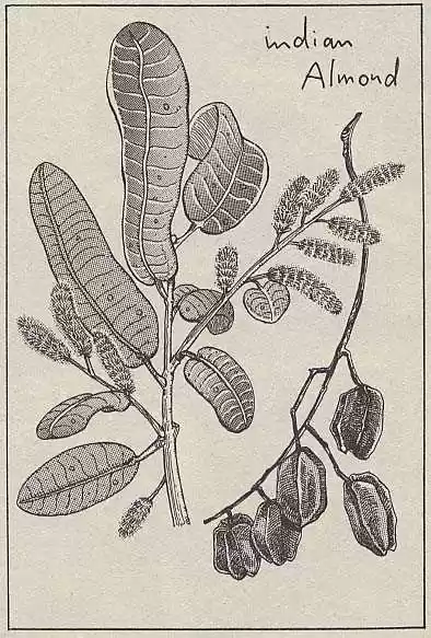 Jojo no Kimyou na Bouken 153