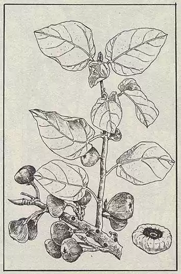 Jojo no Kimyou na Bouken 163