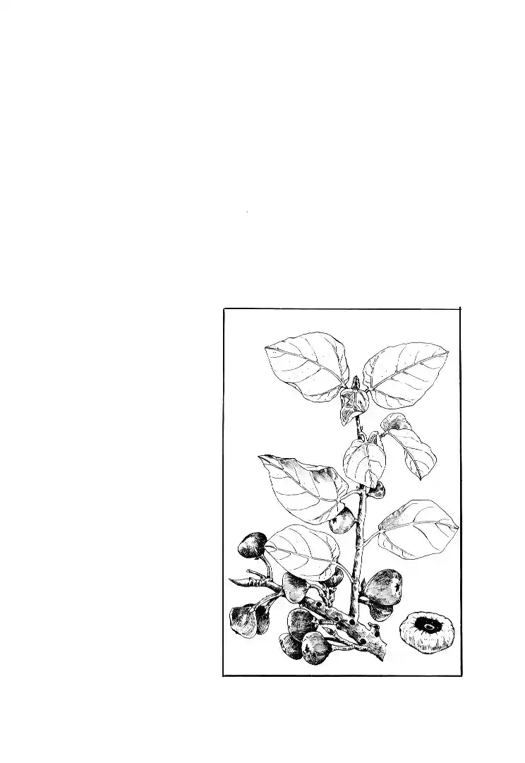 JoJo's Bizarre Adventure Part 3 Stardust Crusaders Vol. 6 Ch. 52