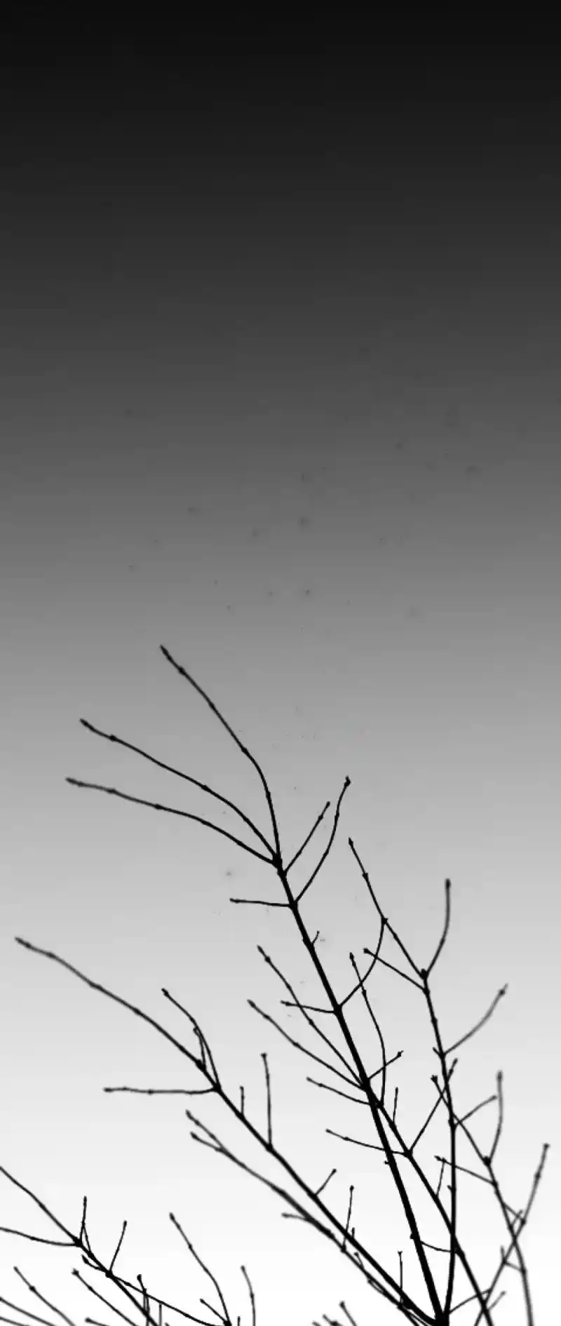 Like the Wind on a Dry Branch Chapter 157