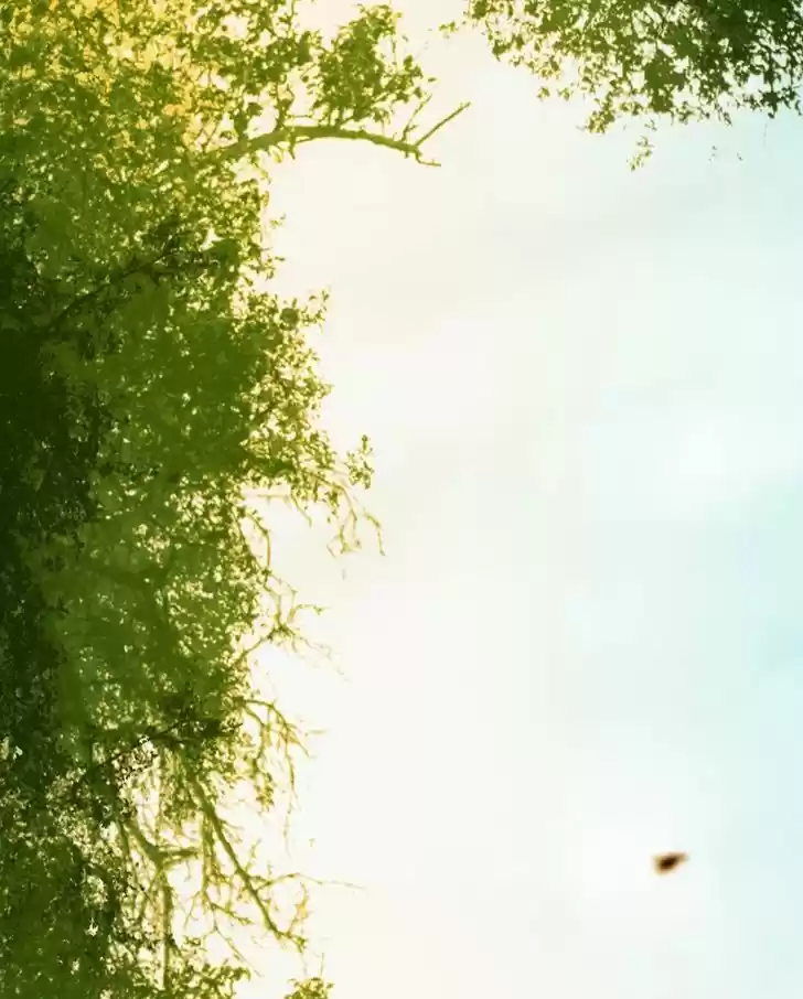 My Dear Cold-Blooded King 23