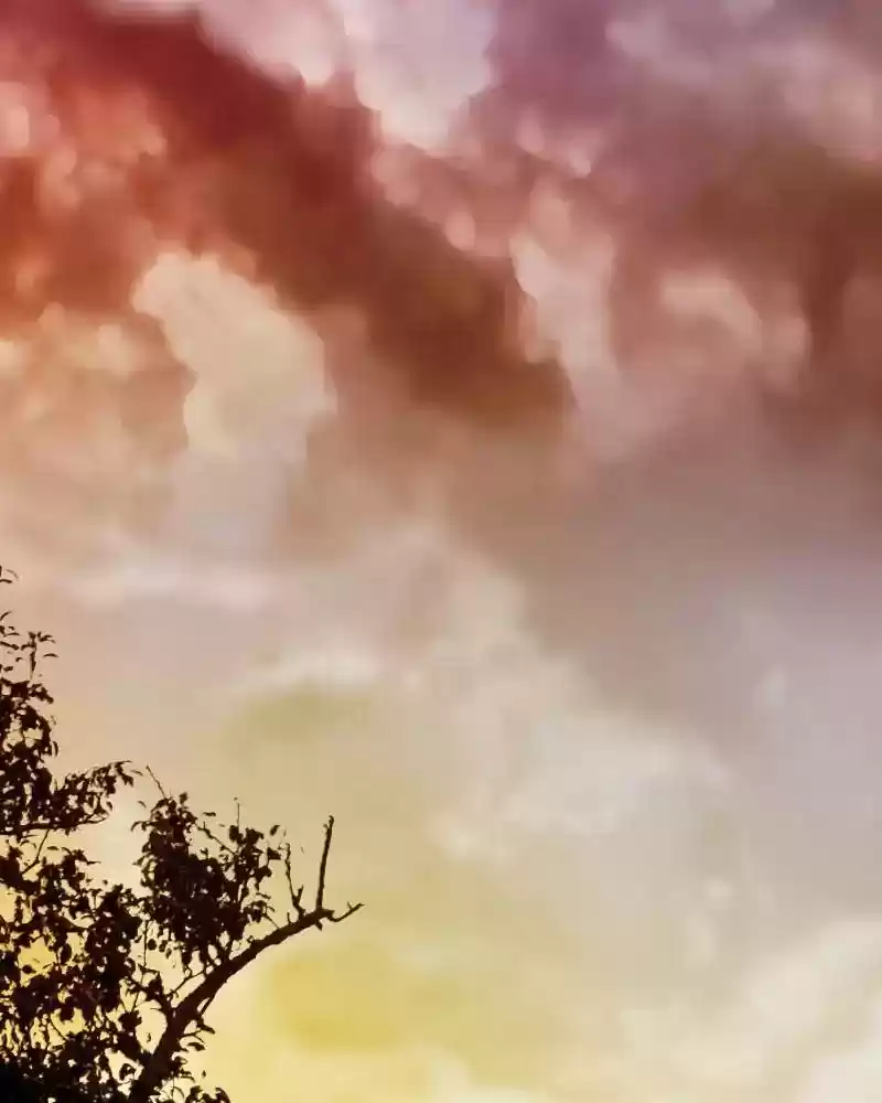 My Dear Cold-Blooded King Chapter 98: