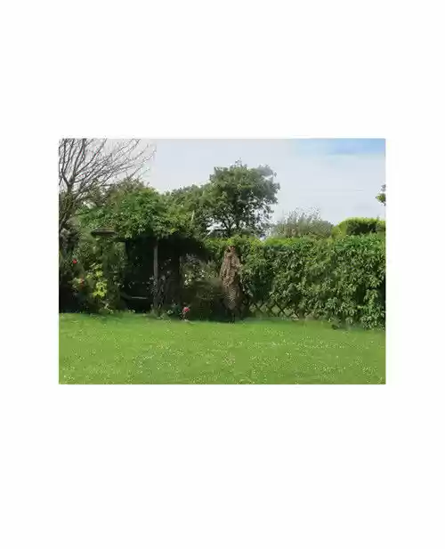 Penguin Loves Mev 24